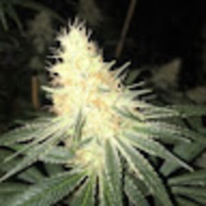 Meet your Posher, Johny